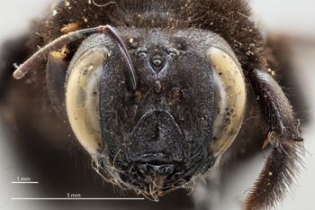Media type: image;   Entomology 810676 Aspect: head frontal view